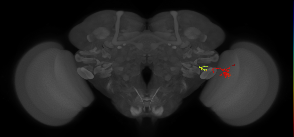 LC18_R (MaleCNS:66368)