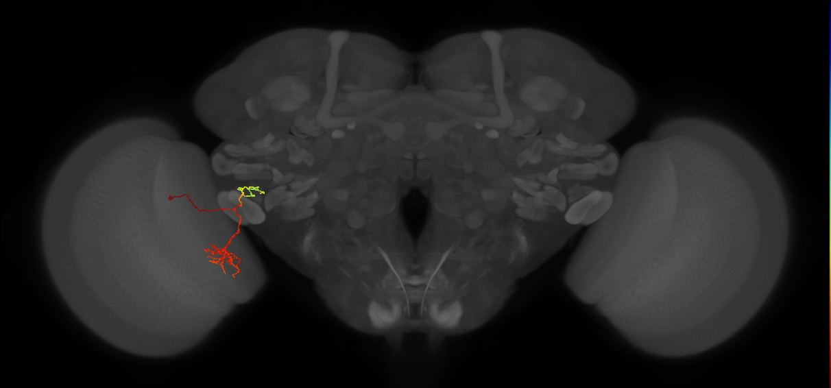 adult VPNp2 lineage neuron