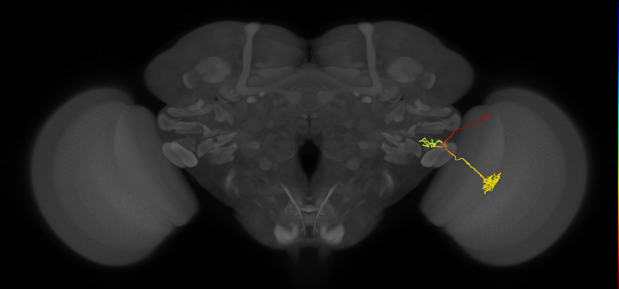 LC18_R (MaleCNS:48645)