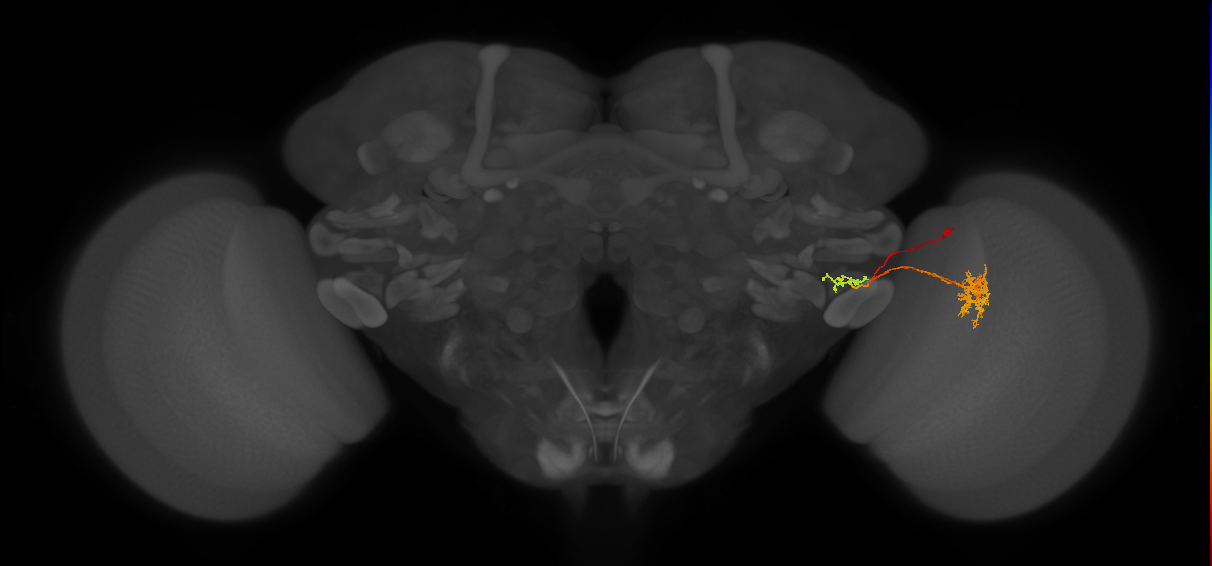 LC18_R (MaleCNS:68859)