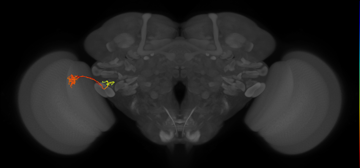 LC18_L (MaleCNS:55845)