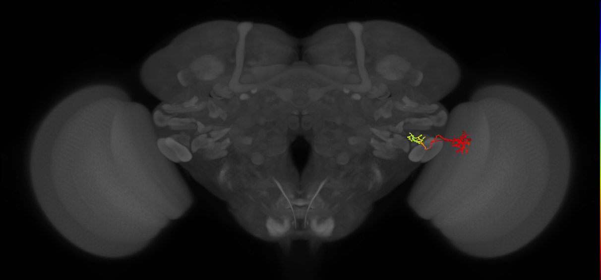 adult VPNp2 lineage neuron