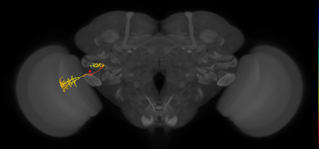 LC21_L (MaleCNS:518246)