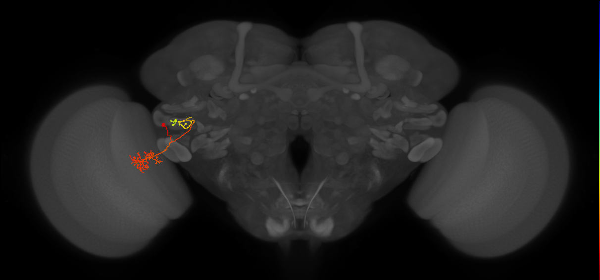 adult VPNp3 lineage neuron
