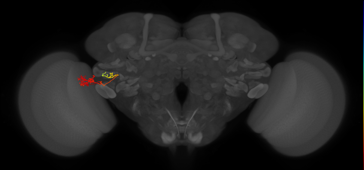 LC21_L (MaleCNS:123257)