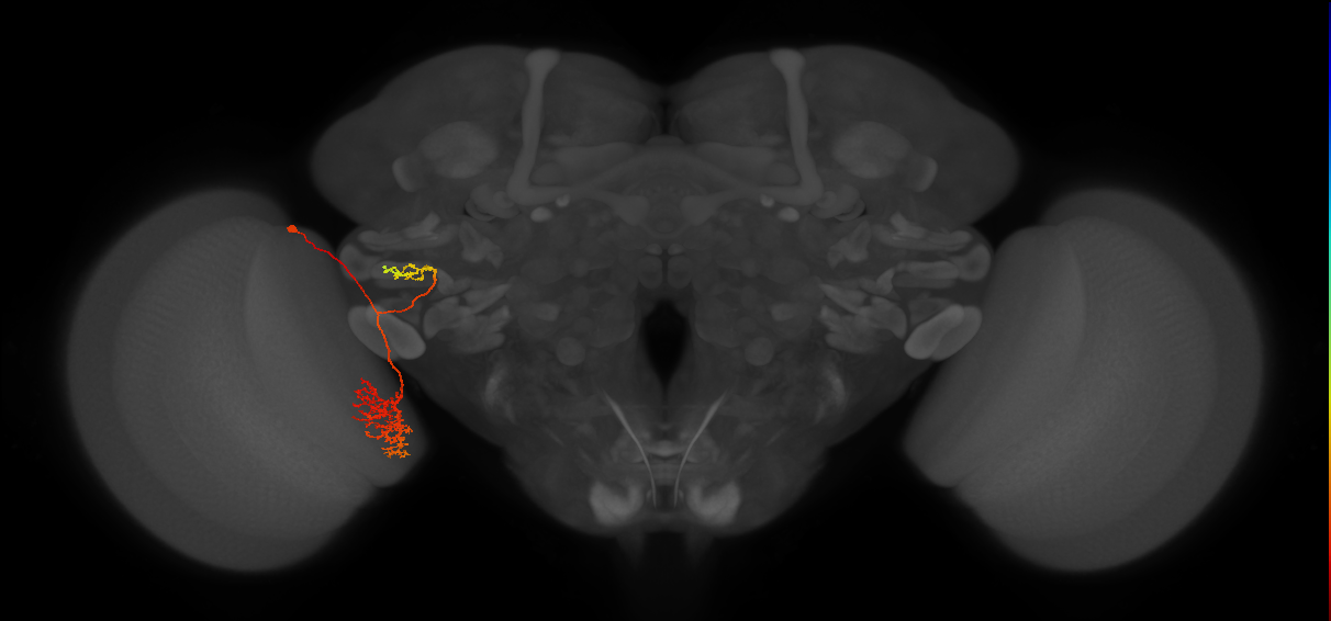 adult VPNp3 lineage neuron