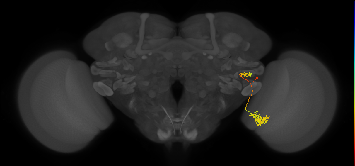 adult VPNp3 lineage neuron