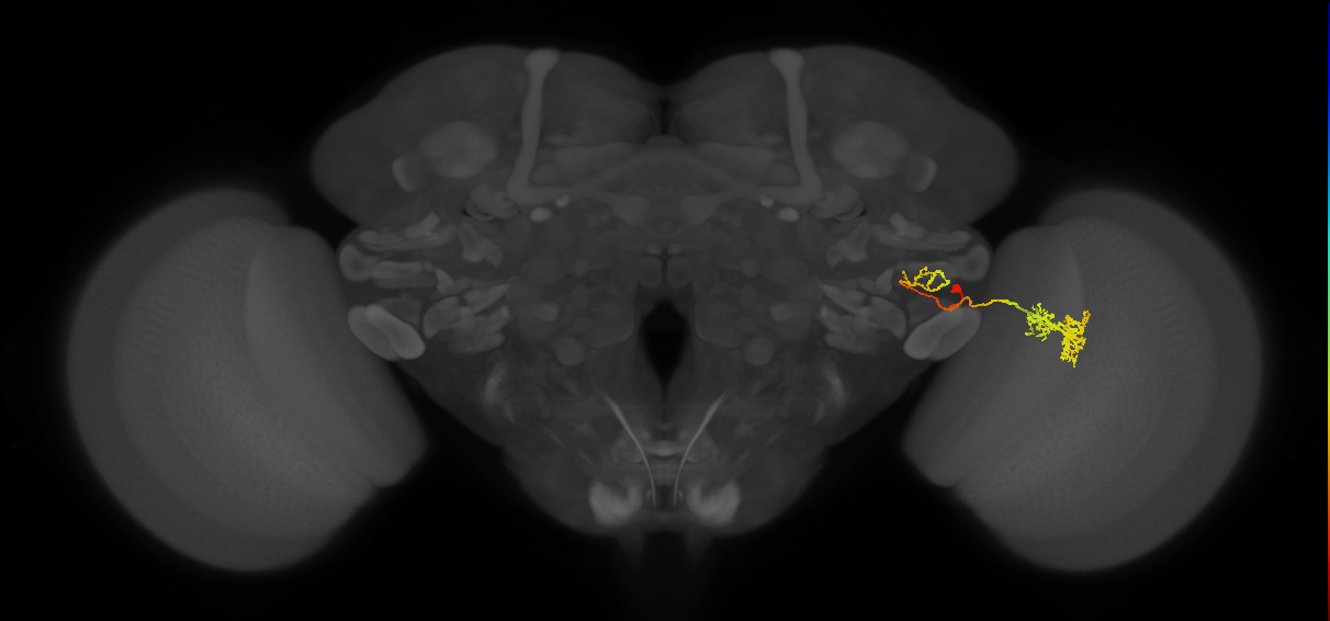 adult VPNp3 lineage neuron