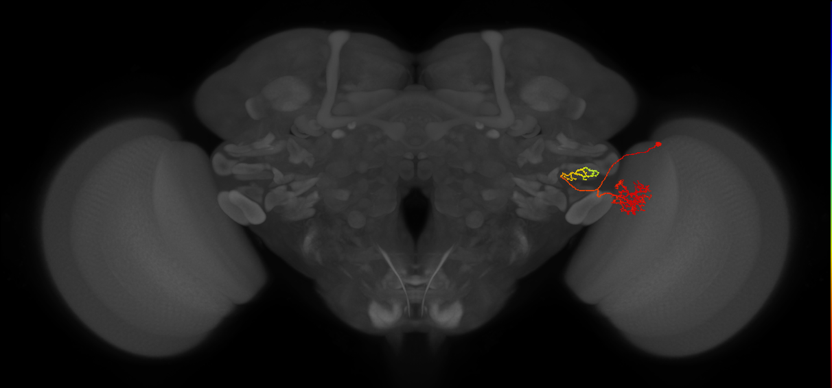 LC21_R (MaleCNS:57393)