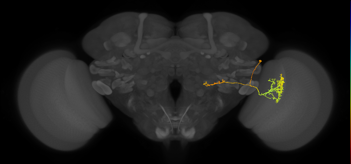 LC22_R (MaleCNS:37767)