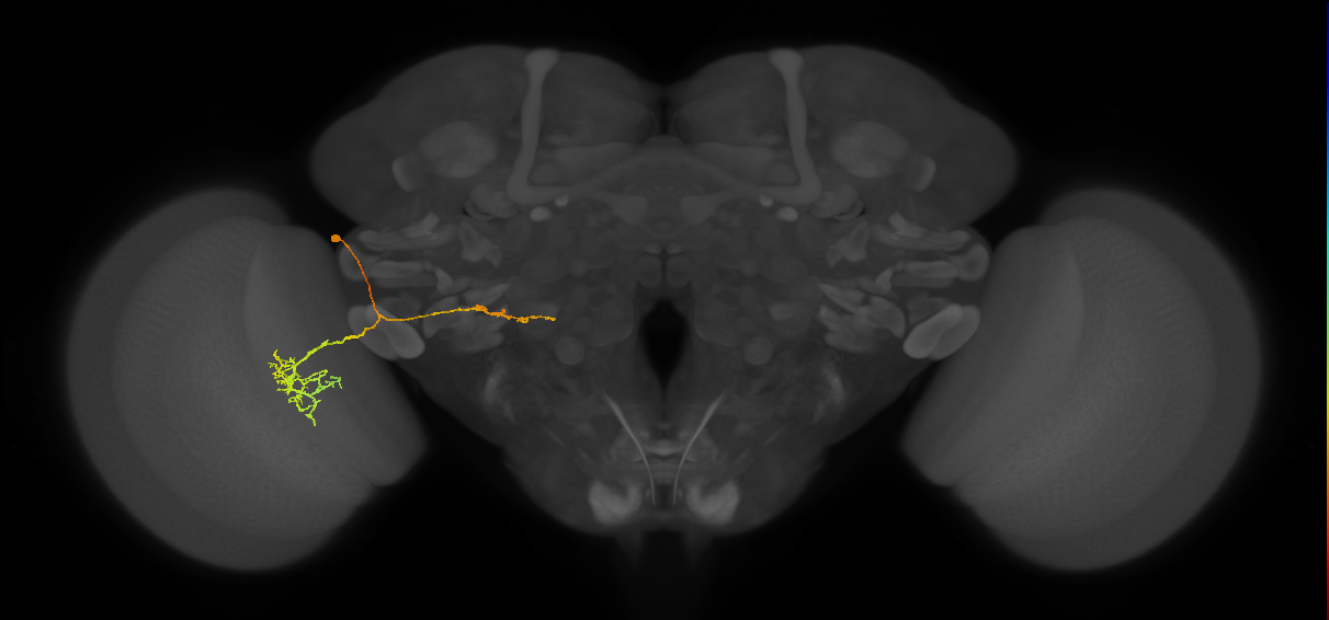 LC22_L (MaleCNS:536469)