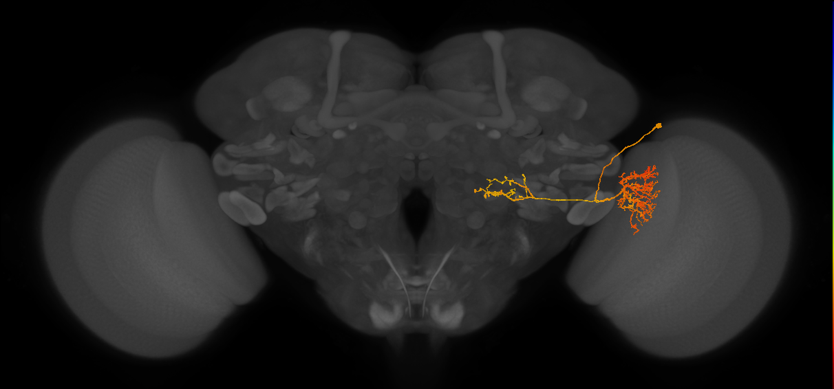 LC22_R (MaleCNS:27449)