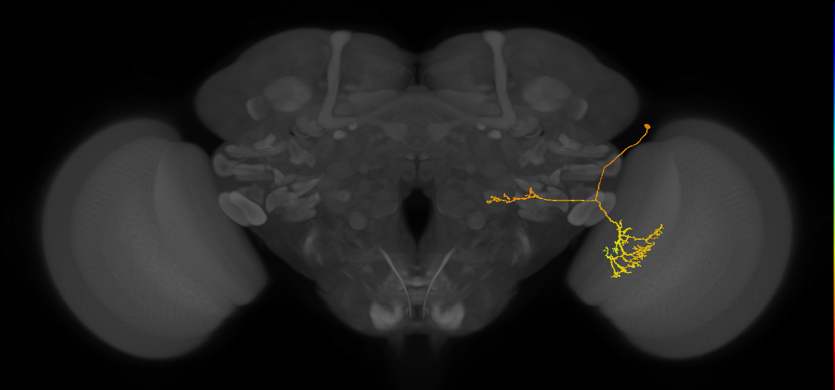 LC22_R (MaleCNS:533367)