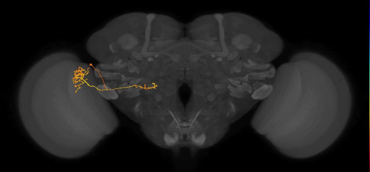 LC22_L (MaleCNS:67955)