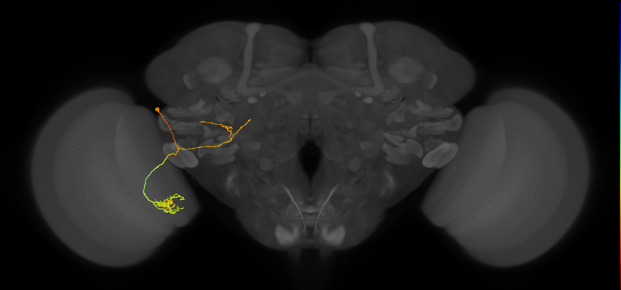 LC29_L (MaleCNS:67484)