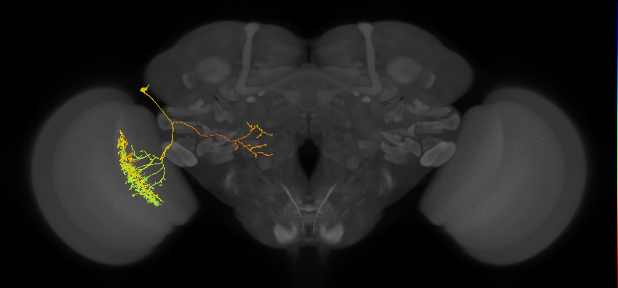 LC35a_L (MaleCNS:533468)