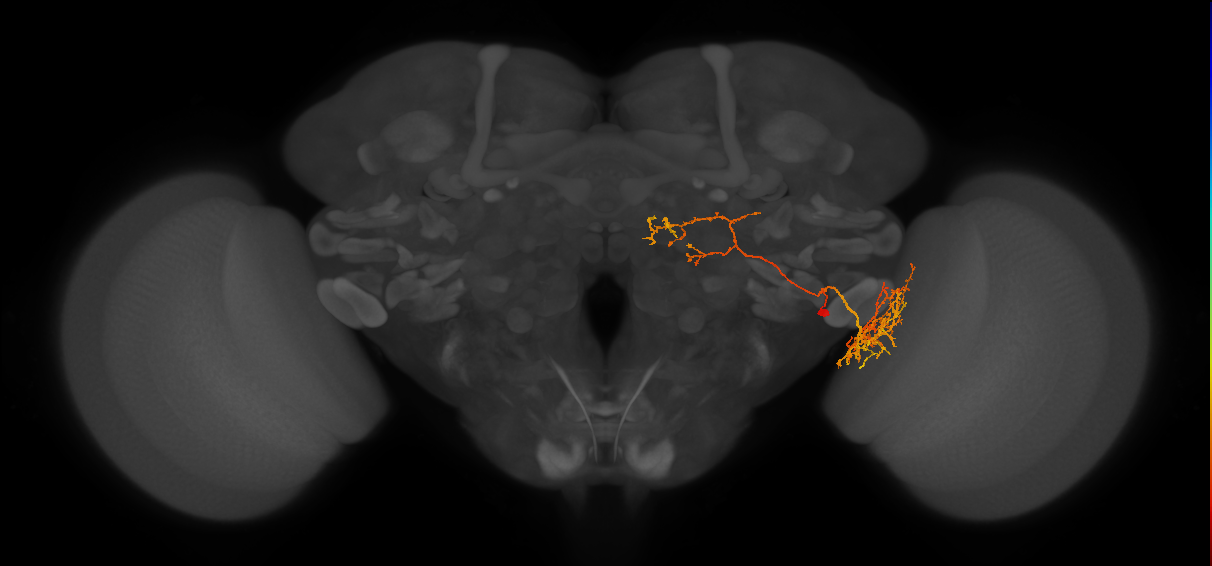 BLP1 ventral hemilineage neuron
