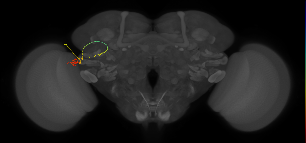 LC6_L (MaleCNS:580966)