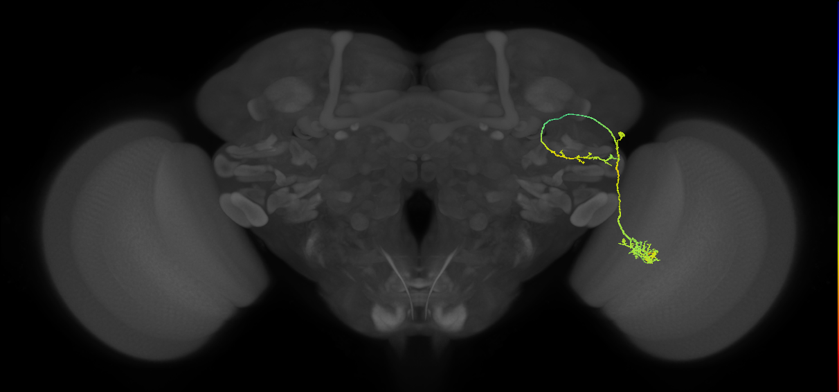 LC6_R (MaleCNS:32763)