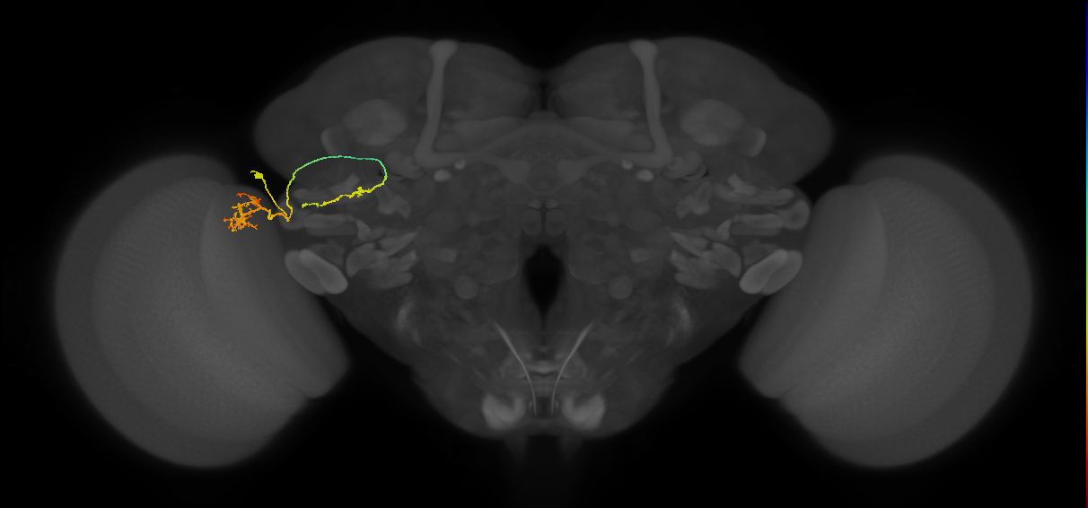 LC6_L (MaleCNS:59586)