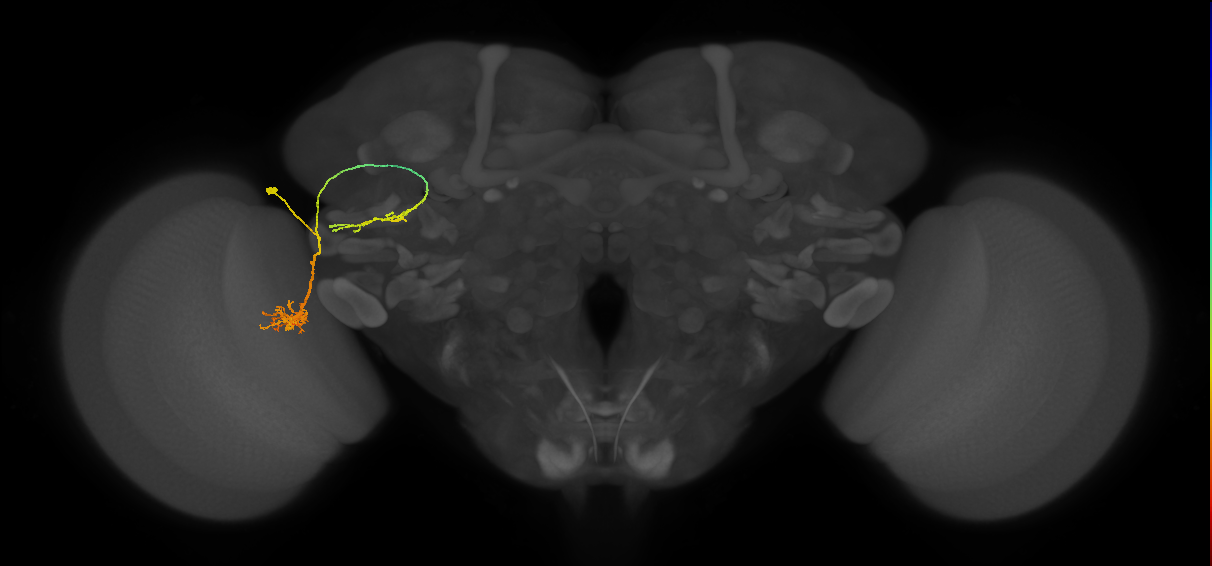 LC6_L (MaleCNS:25193)