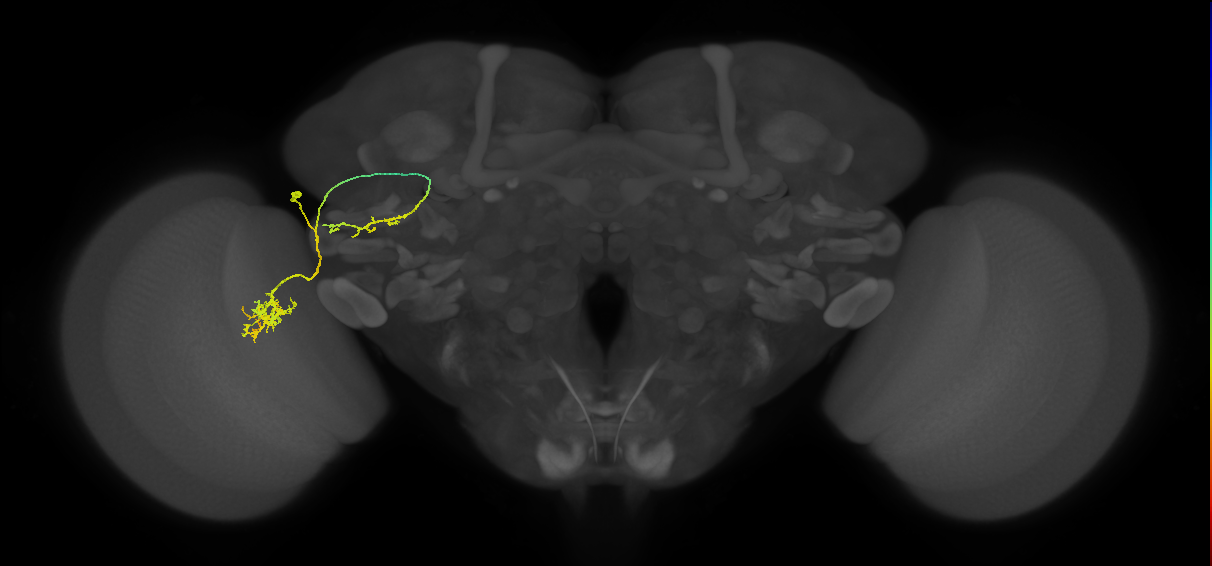 LC6_L (MaleCNS:69677)