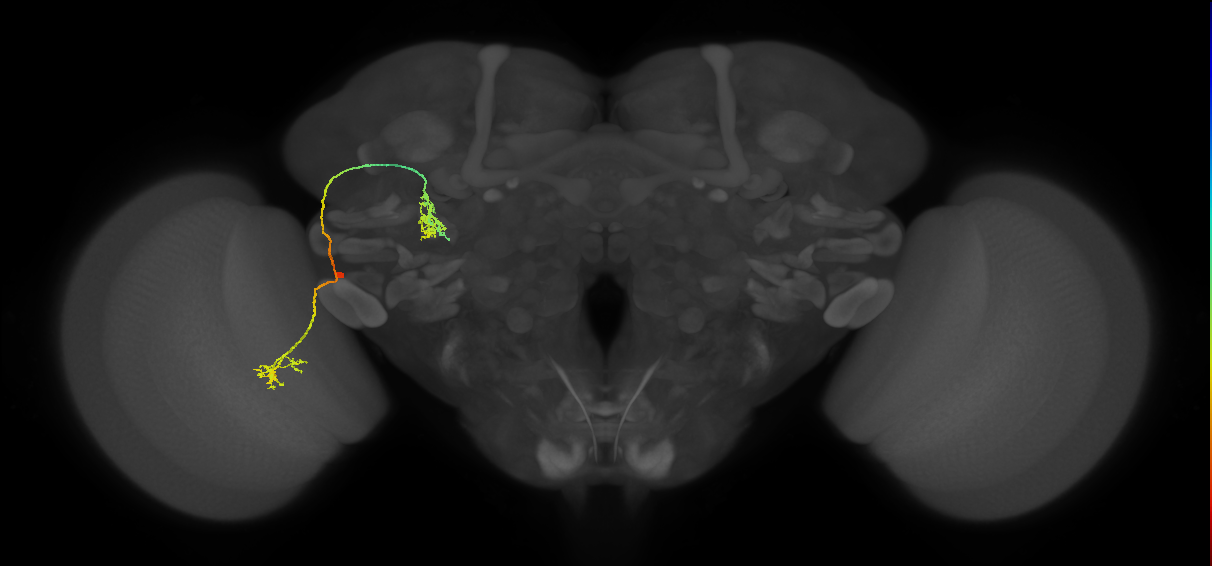 LC9_L (MaleCNS:140974)