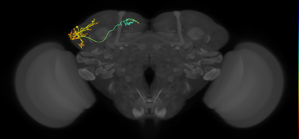 adult LHl2 lineage neuron