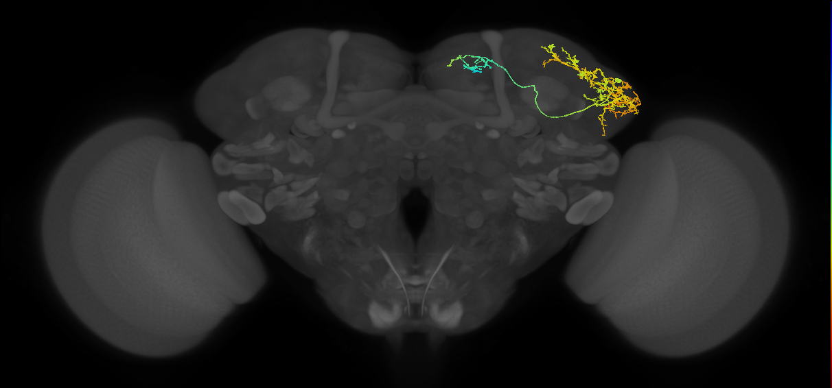adult LHl2 lineage neuron