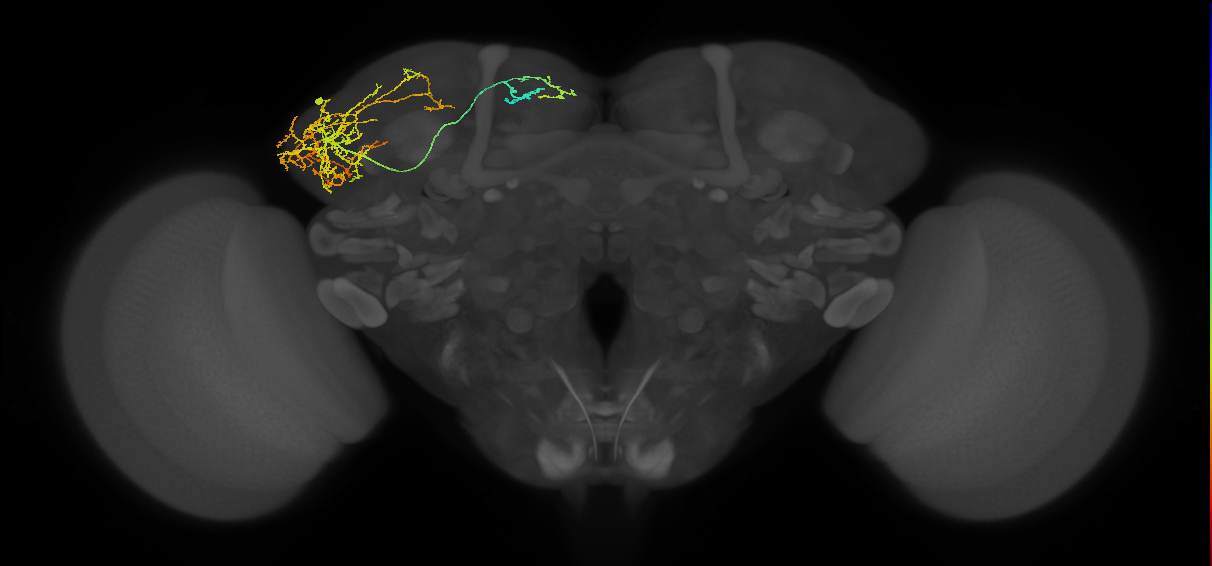 adult LHl2 lineage neuron