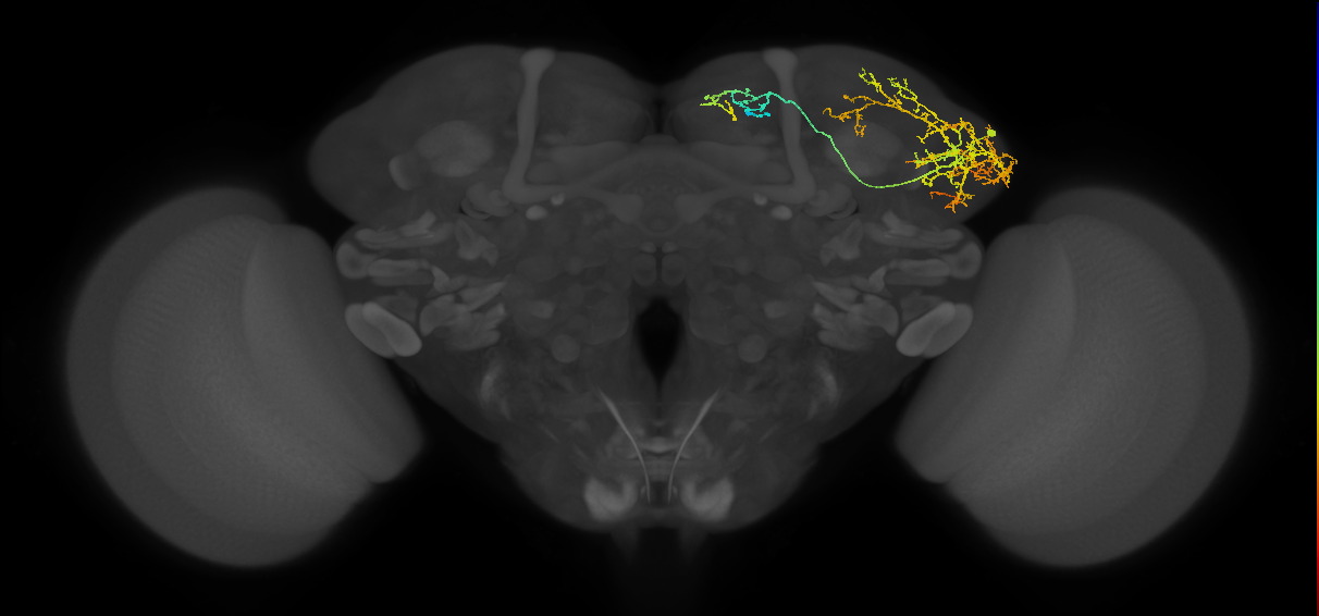 LHAD1b2_b_R (MaleCNS:36031)
