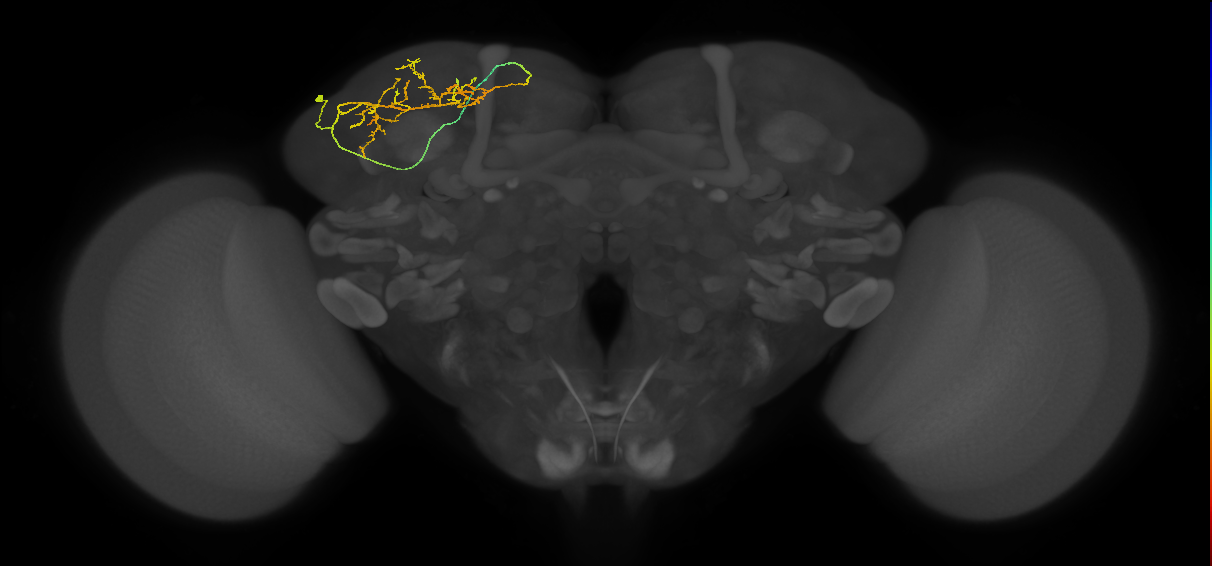 LHAD1b5_L (MaleCNS:117086)