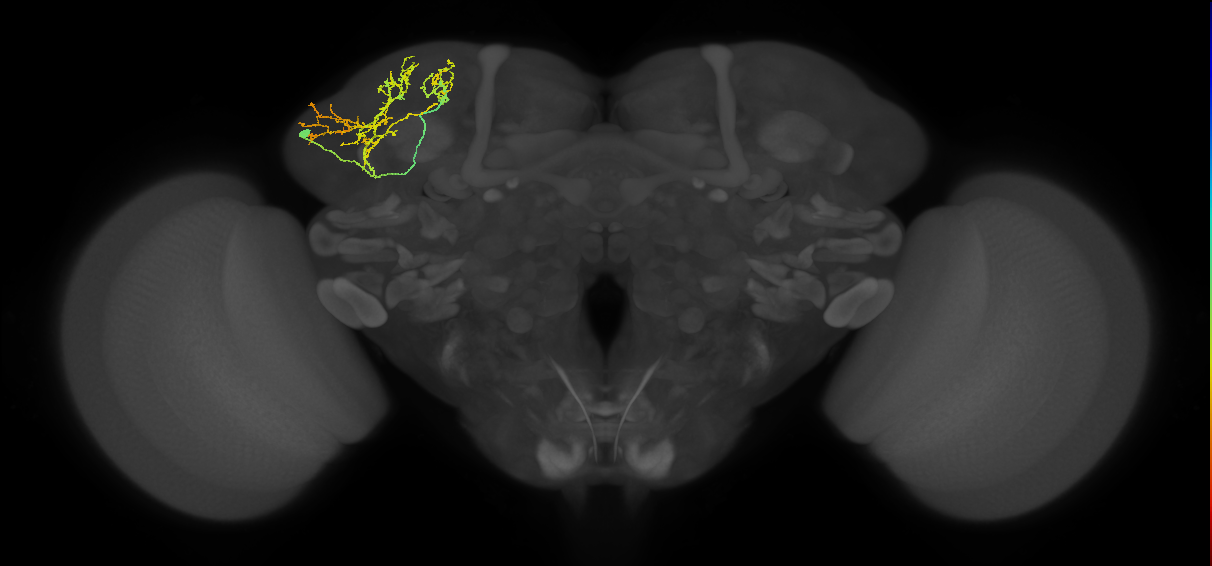 adult SLPal2 lineage neuron