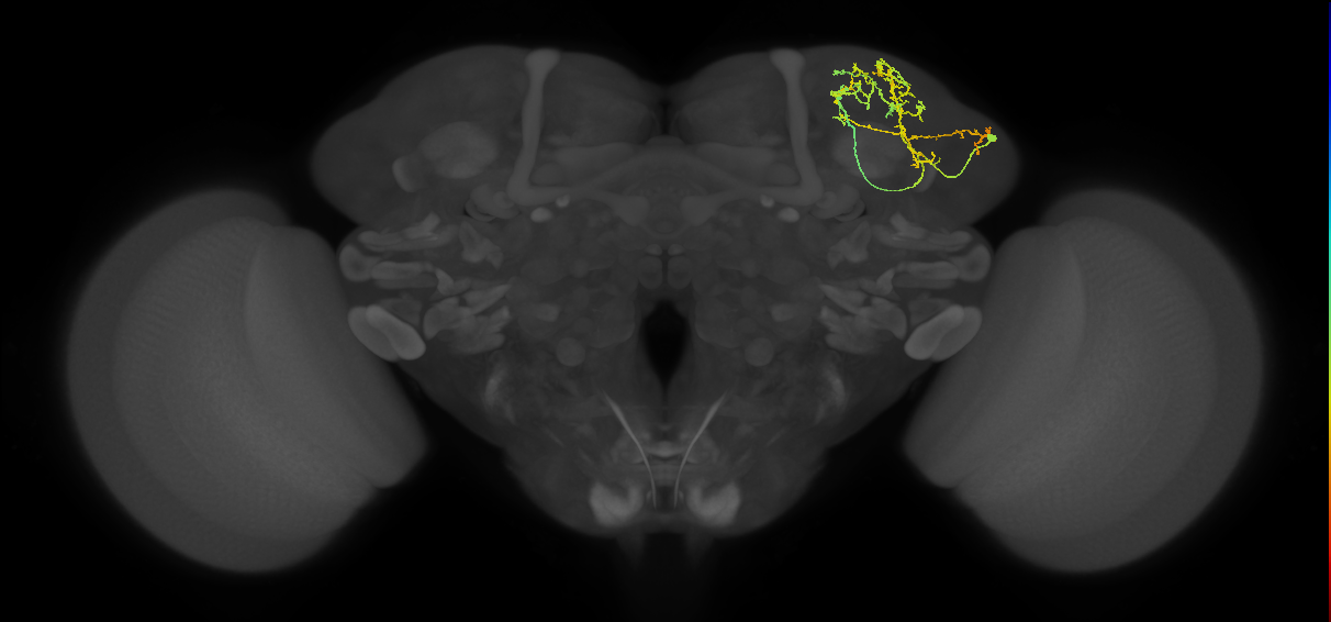 LHAD1i1_R (MaleCNS:66756)