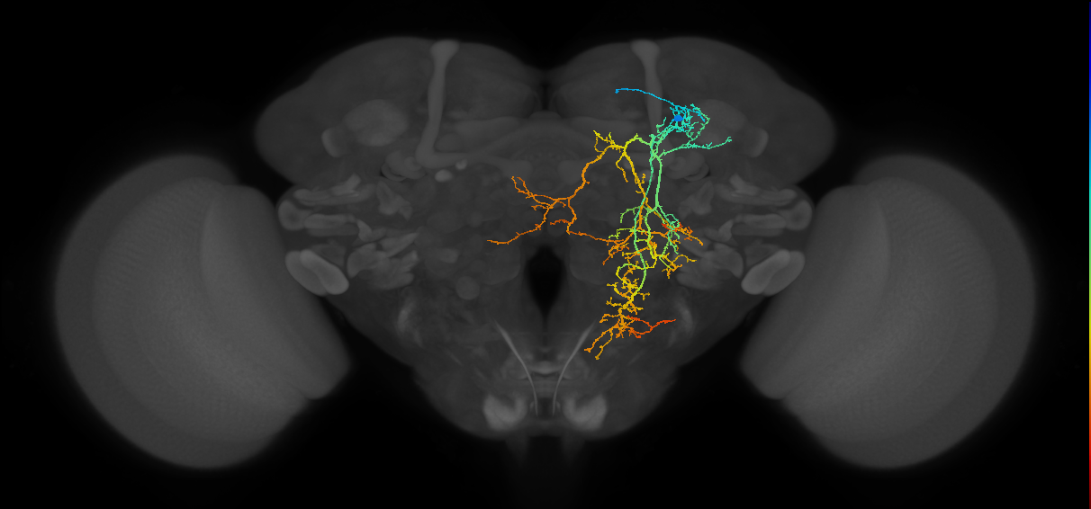 adult CREa2 lineage neuron