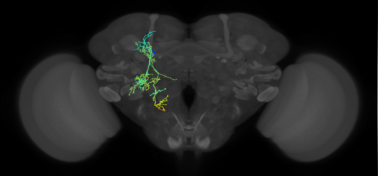 adult CREa2 lineage neuron