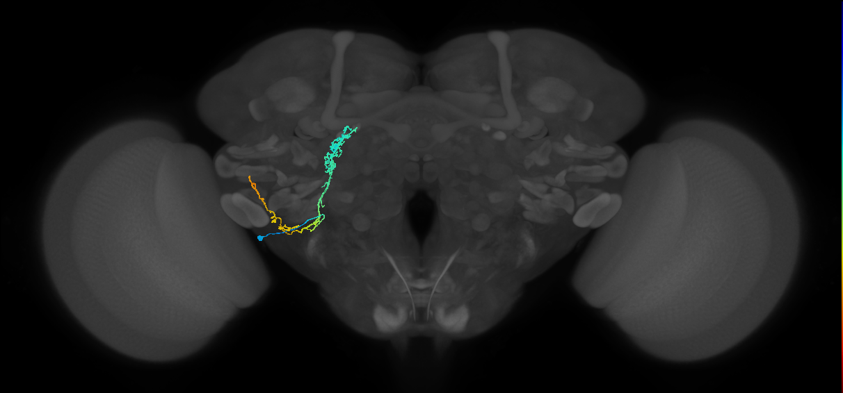adult WEDa2 lineage neuron