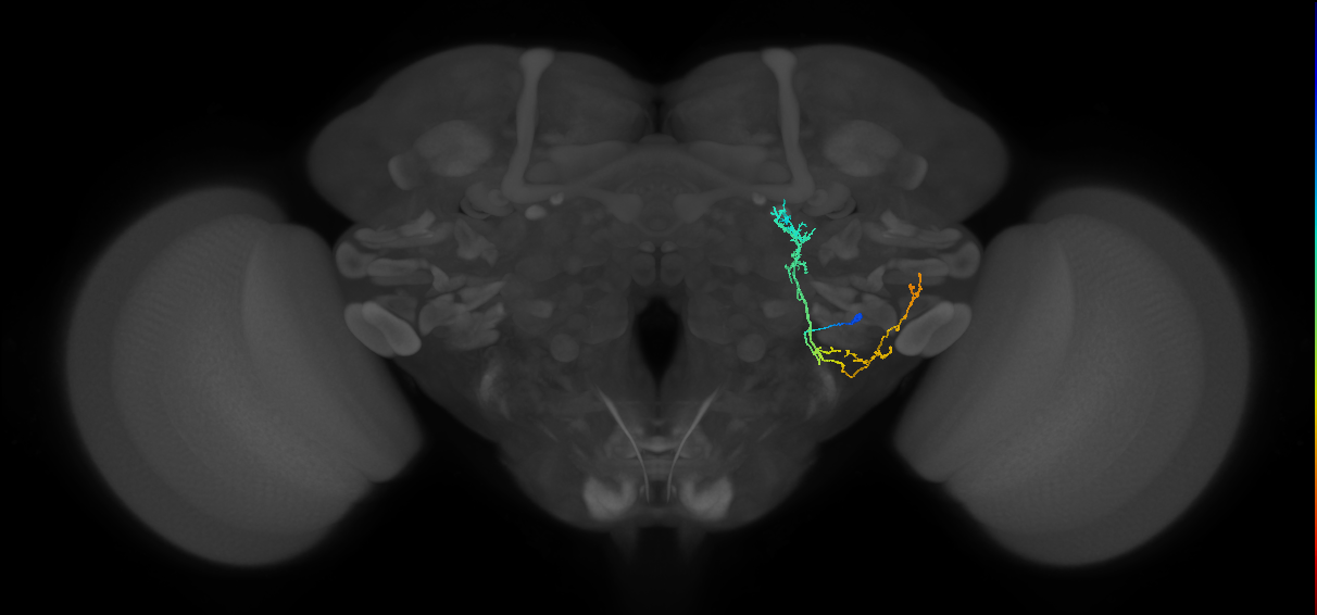 adult WEDa2 lineage neuron