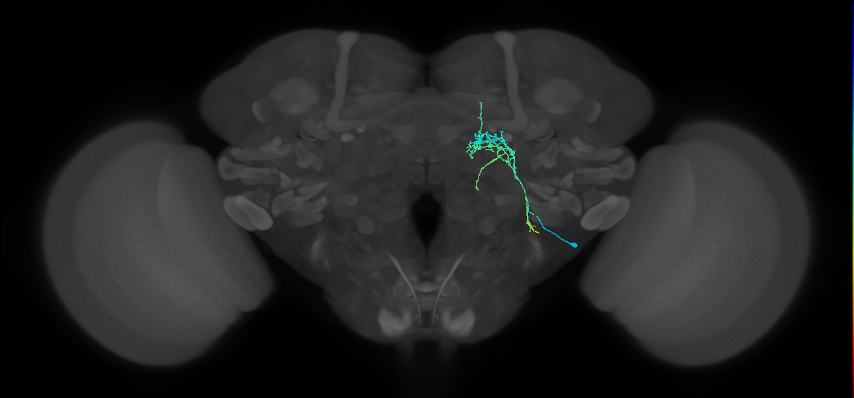 BAlp2 lineage neuron