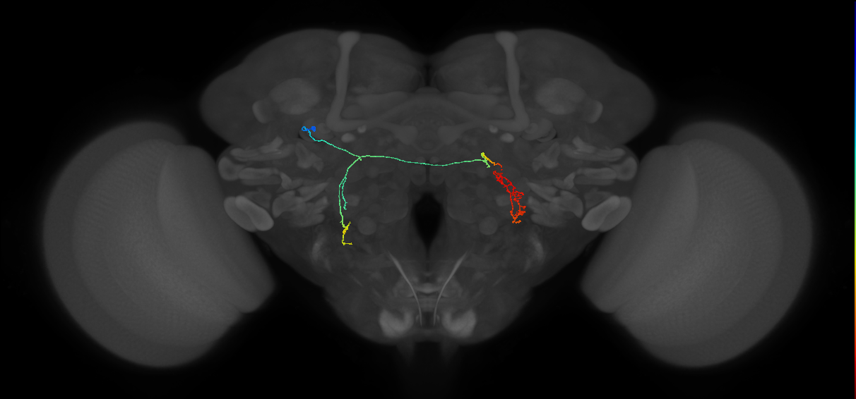 adult AOTUv3 lineage neuron
