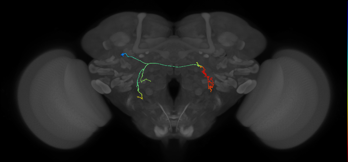 adult AOTUv3 lineage neuron