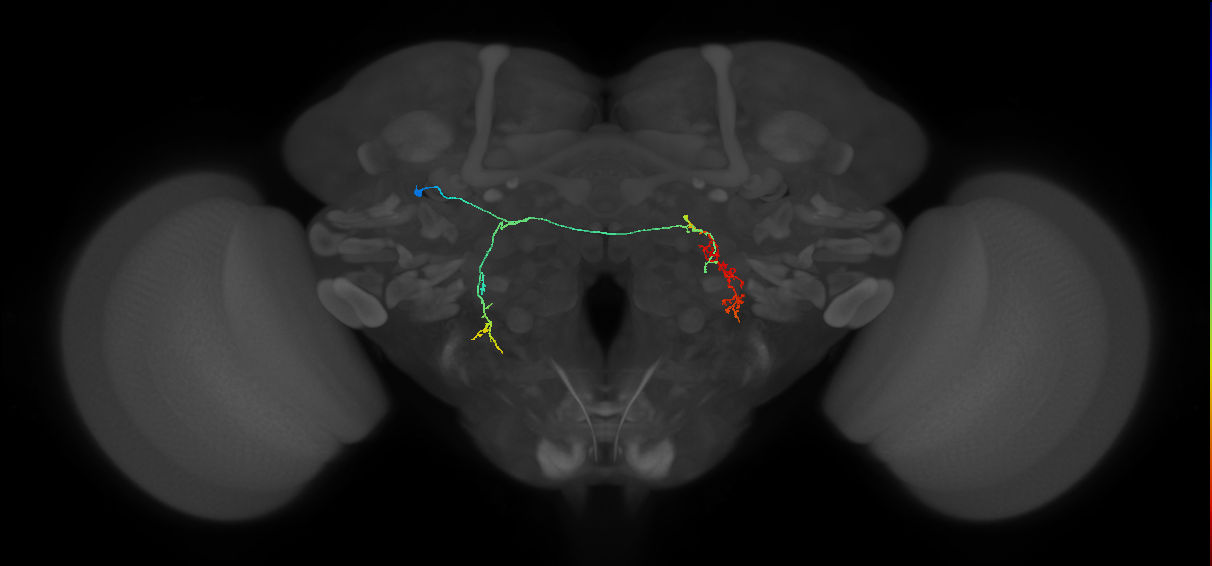 adult AOTUv3 lineage neuron