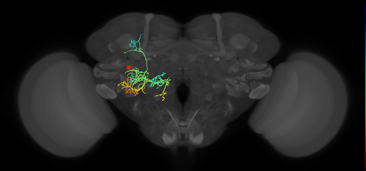 adult SMPpv2 lineage neuron