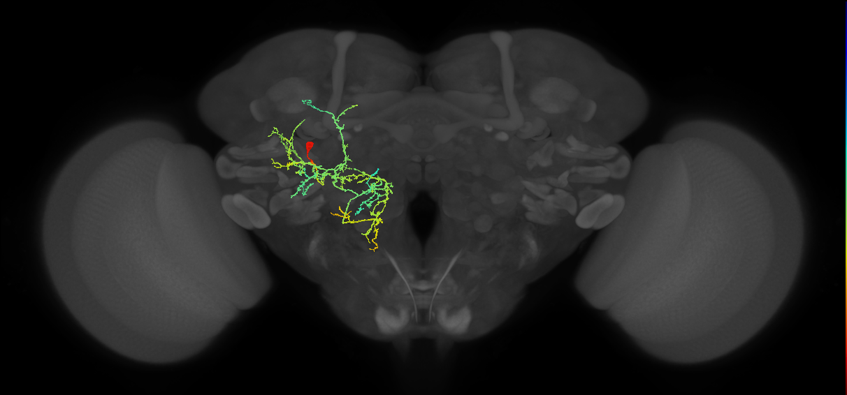 adult doublesex pC2m neuron