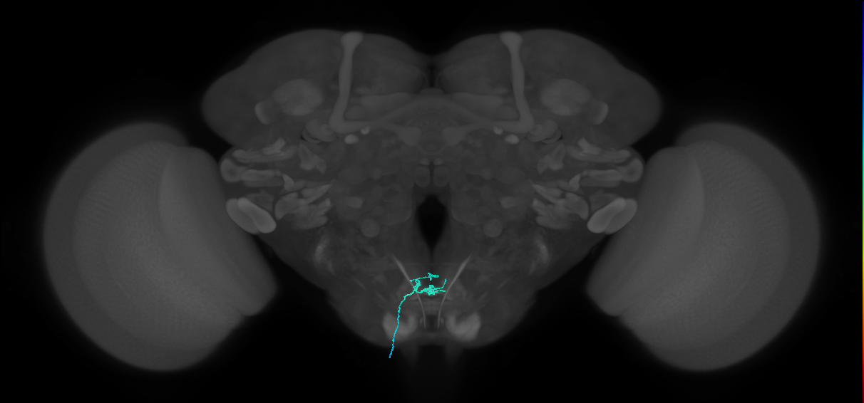 LB1a_L (MaleCNS:144334)