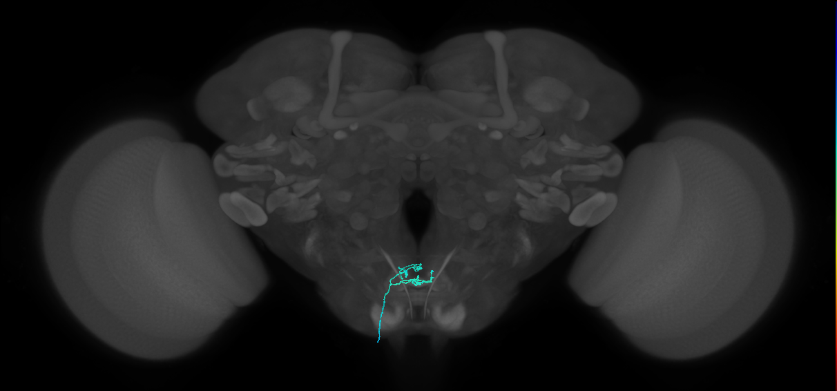 LB1a_L (MaleCNS:173462)