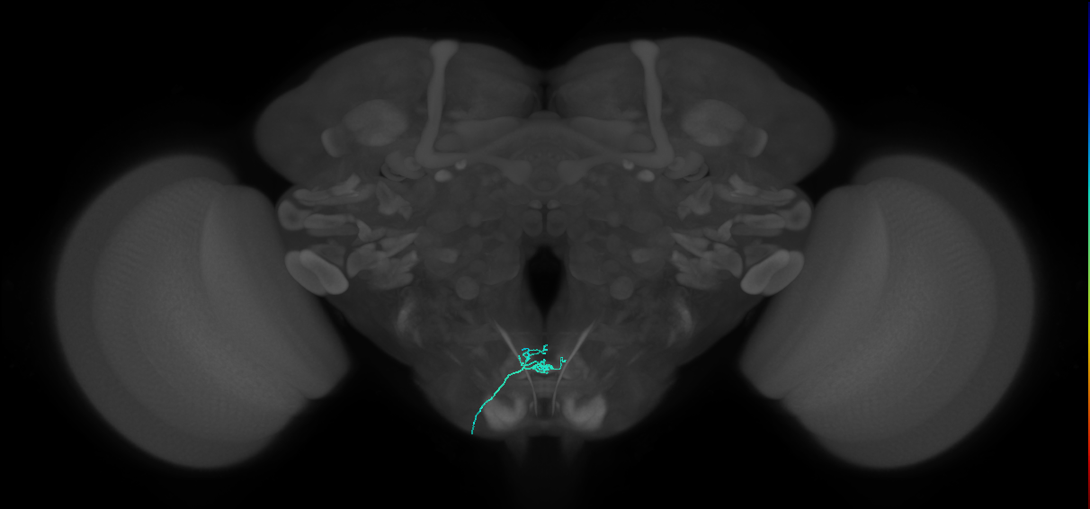 LB1a_L (MaleCNS:557937)