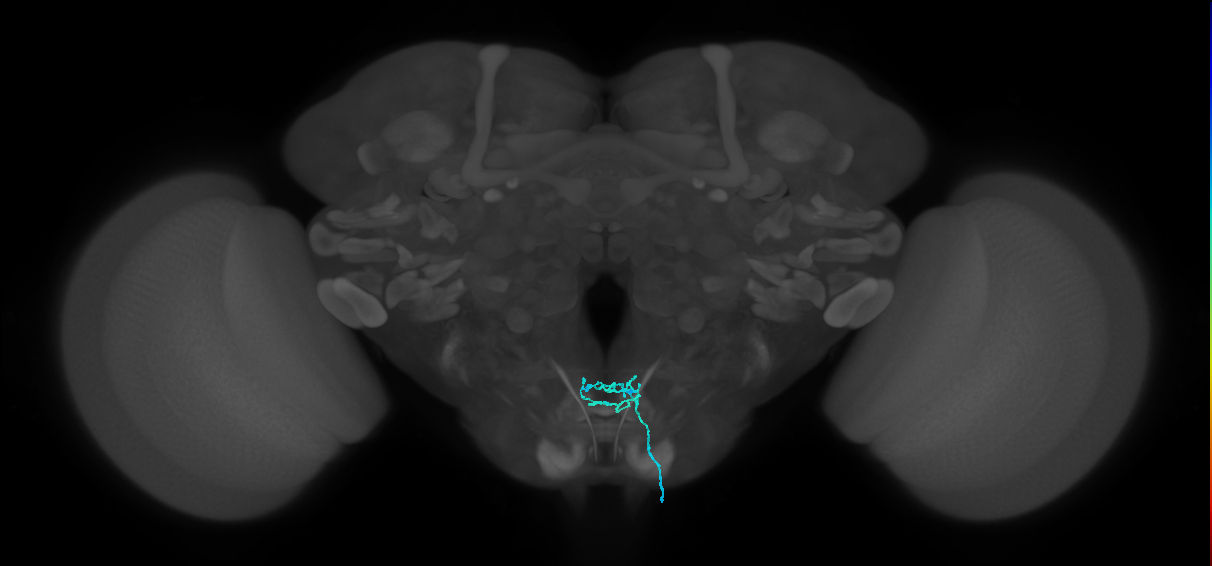 LB1c_R (MaleCNS:522746)
