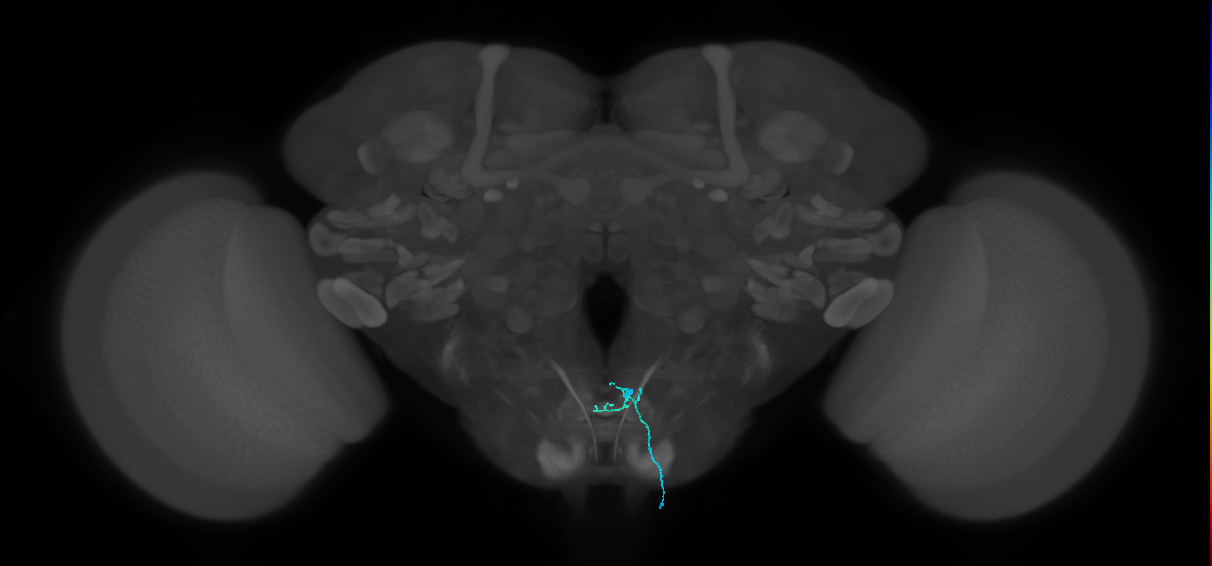 LB1c_R (MaleCNS:304136793)