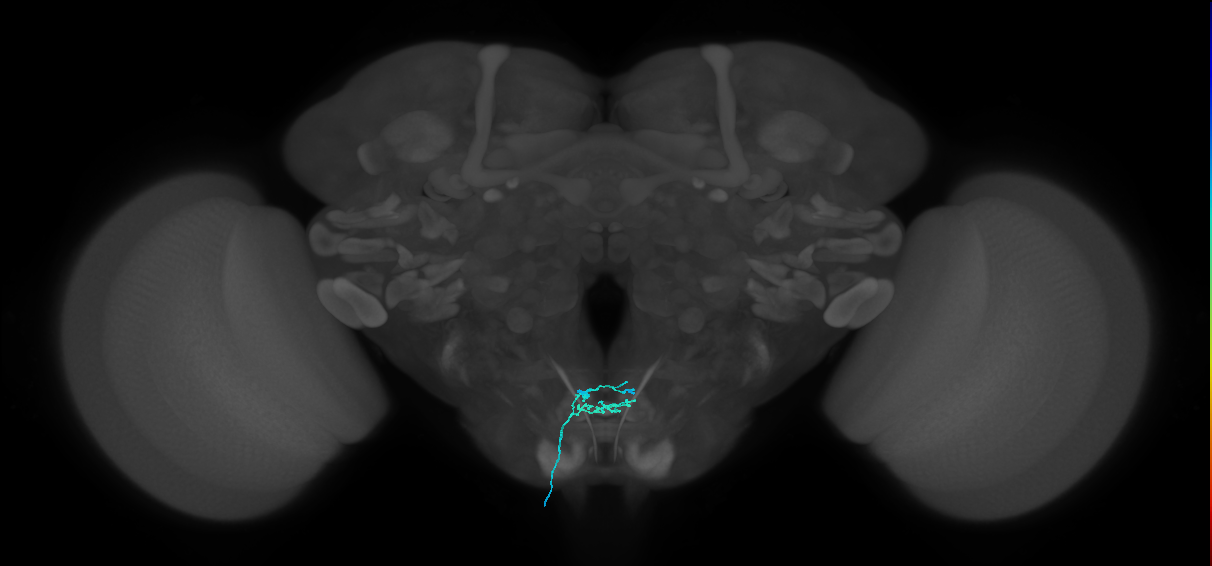 labellar taste bristle sensory neuron